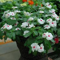 Polka Dot Vinca Flower seeds for Planting - Wildflower Mix, Heirloom & GMO Free Seeds for Home Garden