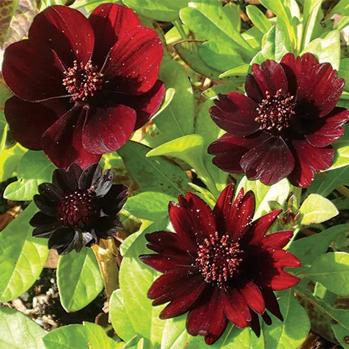 Marron Atrosanguineus Flower seeds for Planting - Hardy Variety, Heirloom & GMO Free Seeds for Home Garden