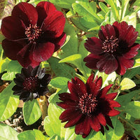 Marron Atrosanguineus Flower seeds for Planting - Hardy Variety, Heirloom & GMO Free Seeds for Home Garden
