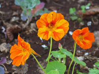 Capuchina Flower seeds for Planting - Perfect for Borders, Heirloom & GMO Free Seeds for Home Garden