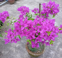 Light Violet Bougainvillea Flower Seeds for Planting Fragrant Blossoms Heirloom & GMO Free Seeds for Home Garden
 
 Sale