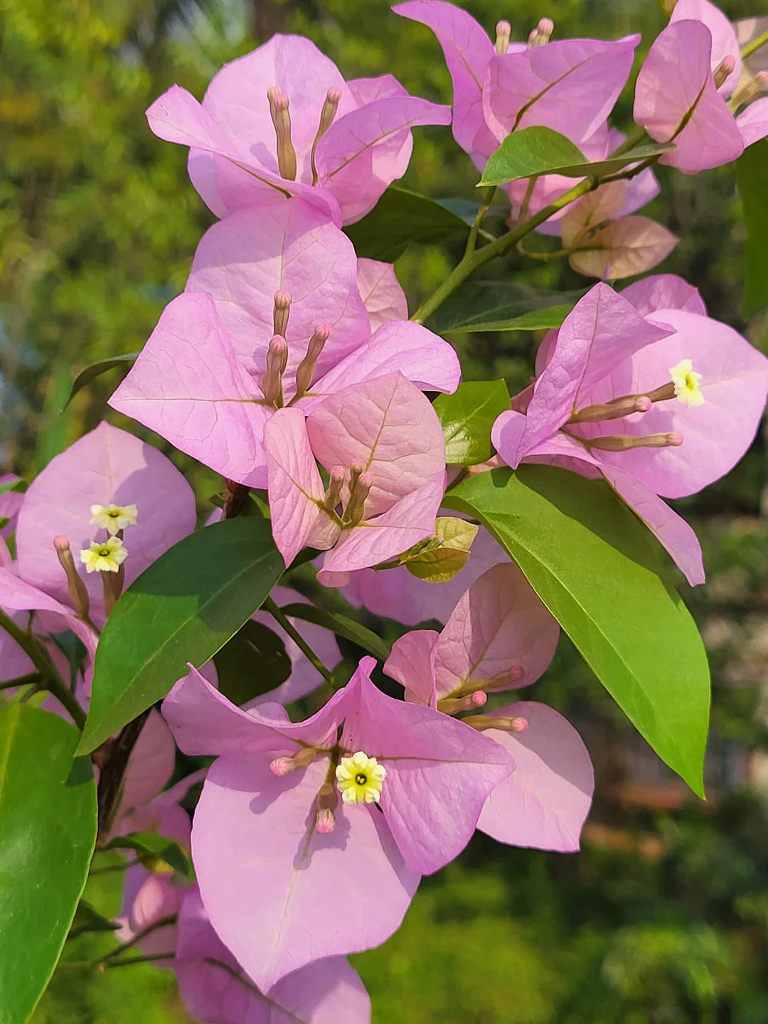 Baby Pink Bougainvillea Flower seeds for Planting Pollinator Friendly Heirloom & GMO Free Seeds for Home Garden
