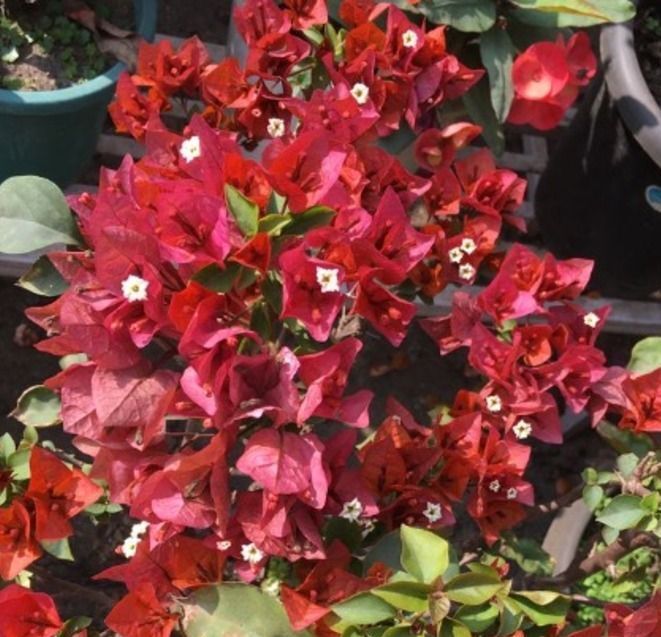 Brown Bougainvillea Flower seeds for Planting - Premium Quality, Heirloom & GMO Free Seeds for Home Garden
