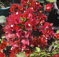 Brown Bougainvillea Flower seeds for Planting - Premium Quality, Heirloom & GMO Free Seeds for Home Garden