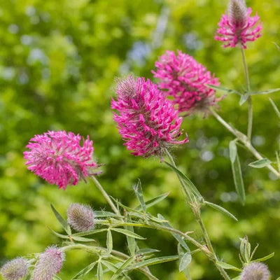 100 Pcs