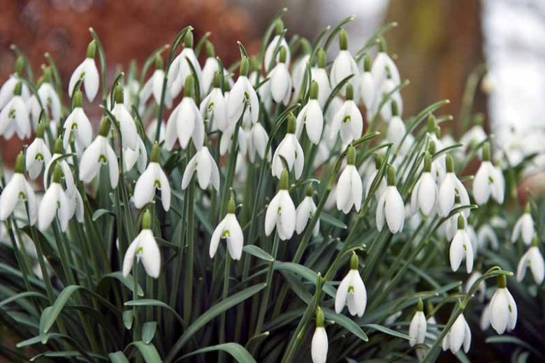 White Galanthus Flower seeds for Planting Easy to Grow Heirloom & GMO Free Seeds for Home Garden
 
 Sale