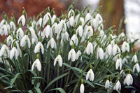 White Galanthus Flower seeds for Planting Easy to Grow Heirloom & GMO Free Seeds for Home Garden
 
 Sale