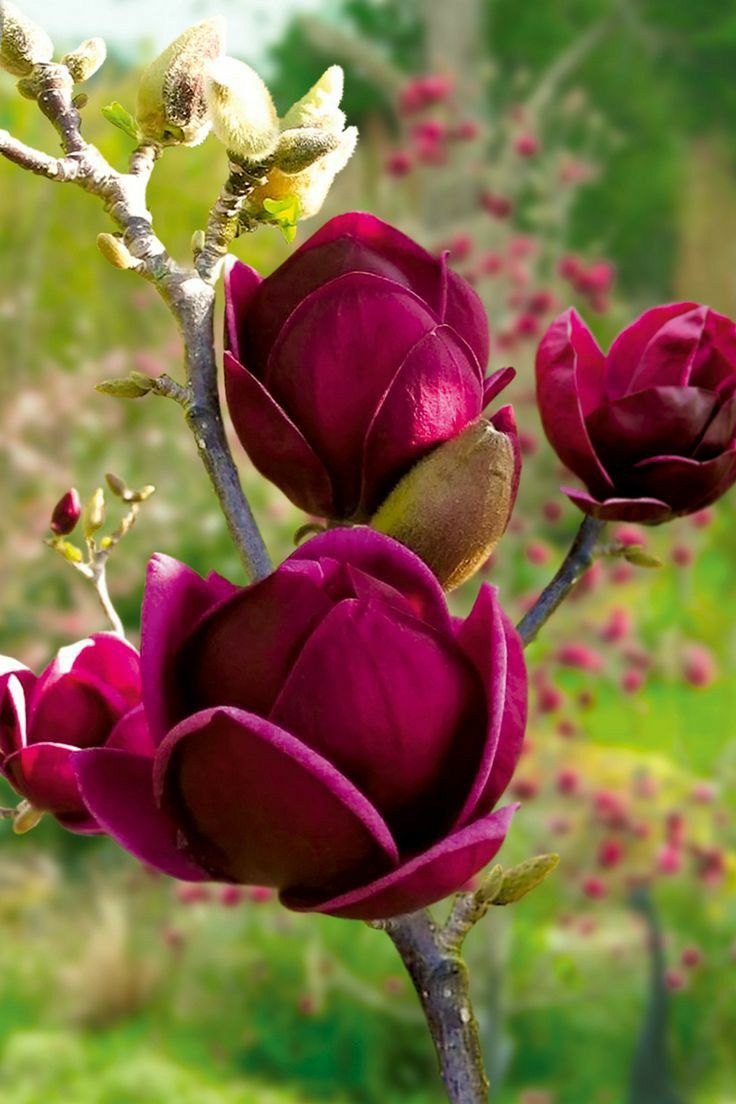 Yulan Magnolia Tulip Flower seeds for Planting - Pollinator Friendly, Heirloom & GMO Free Seeds for Home Garden