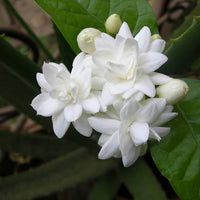 Jasminum Flower seeds for Planting Cut Flower Favorite Heirloom & GMO Free Seeds for Home Garden
 
 Sale