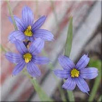 Sisyrinchium Montanum Flower Seeds For Planting