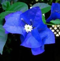 Blue Spectabilis Flower seeds for Planting - Garden Favorite, Heirloom & GMO Free Seeds for Home Garden
 
 Sale seeds for home garden