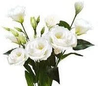 Eustomia Flower seeds for Planting - Perfect for Borders, Heirloom & GMO Free Seeds for Home Garden
 
 Sale seeds for home garden