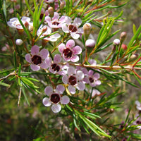 Geraldton Wax Flower seeds for Planting - Drought Tolerant, Heirloom & GMO Free Seeds for Home Garden