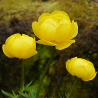 Trollius Flower Seeds  Ideal for Planting