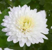 India White Mix German Breed Chrysanthemum Seeds for Planting flower bed