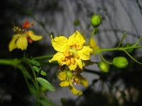 Parkinsonia Aculeata Flower seeds for Planting Pollinator Friendly Heirloom & GMO Free Seeds for Home Garden 
 
 Sale for planting in home garden