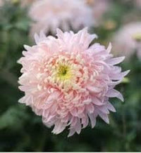 Bonsai Chrysanthemum Flower seeds for Planting - Compact Growth, Heirloom & GMO Free Seeds for Home Garden
 
 Sale seeds for home garden