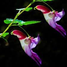 Impatiens Psittacina Flower seeds for Planting Hardy Variety Heirloom & GMO Free Seeds for Home Garden 
 
 Sale for planting in home garden