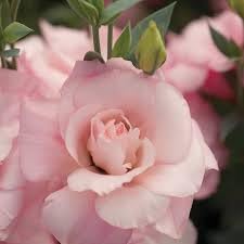 Echo Flower seeds for Planting Drought Tolerant Heirloom & GMO Free Seeds for Home Garden 
 
 Sale for planting in home garden