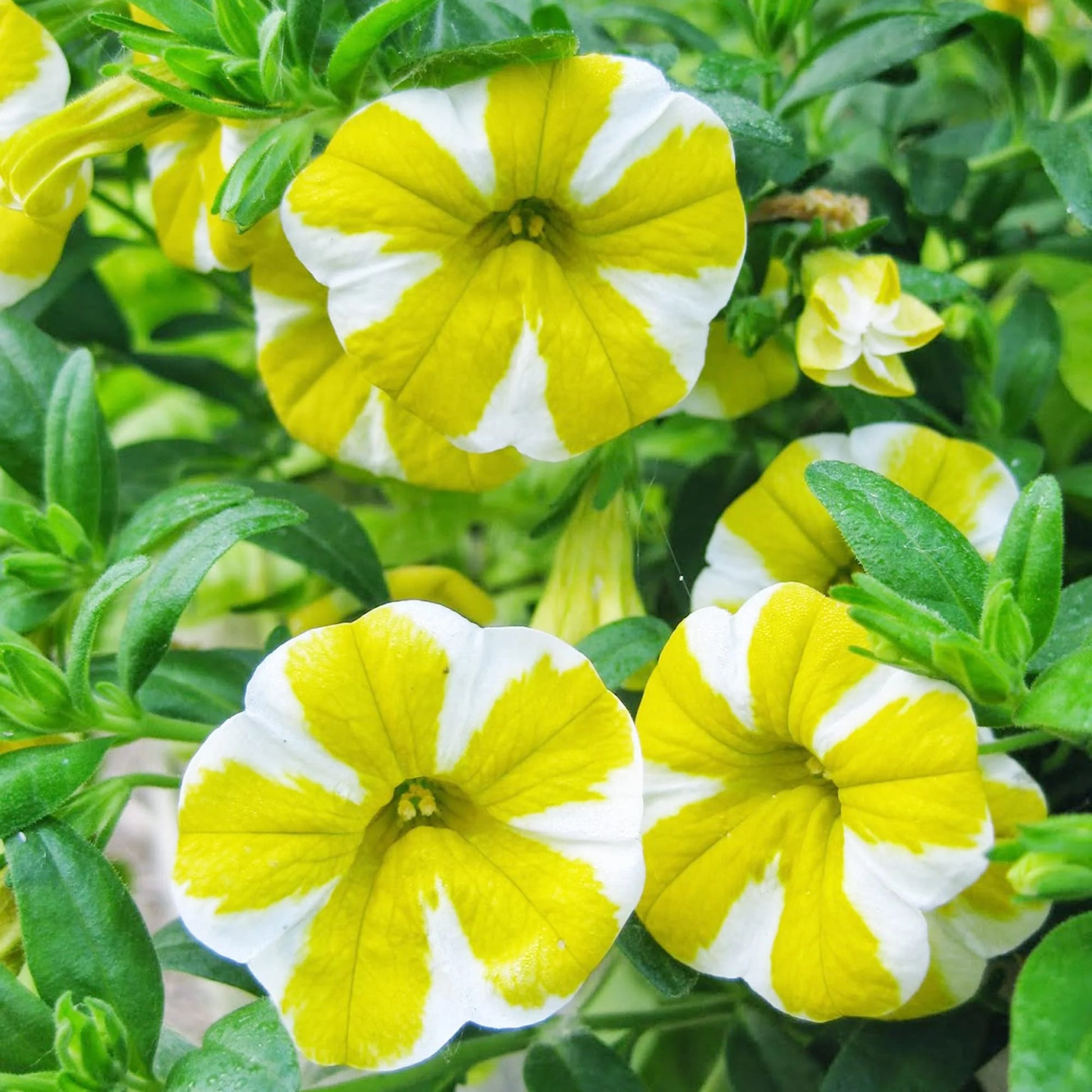 White Yellow Calibrachoa Flower seeds for Planting - Wildflower Mix, Heirloom & GMO Free Seeds for Home Garden