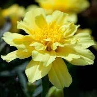 Heirloom Alumia Vanilla Flower seeds for Planting Vibrant Colors Heirloom & GMO Free Seeds for Home Garden 
 
 Sale for planting in home garden