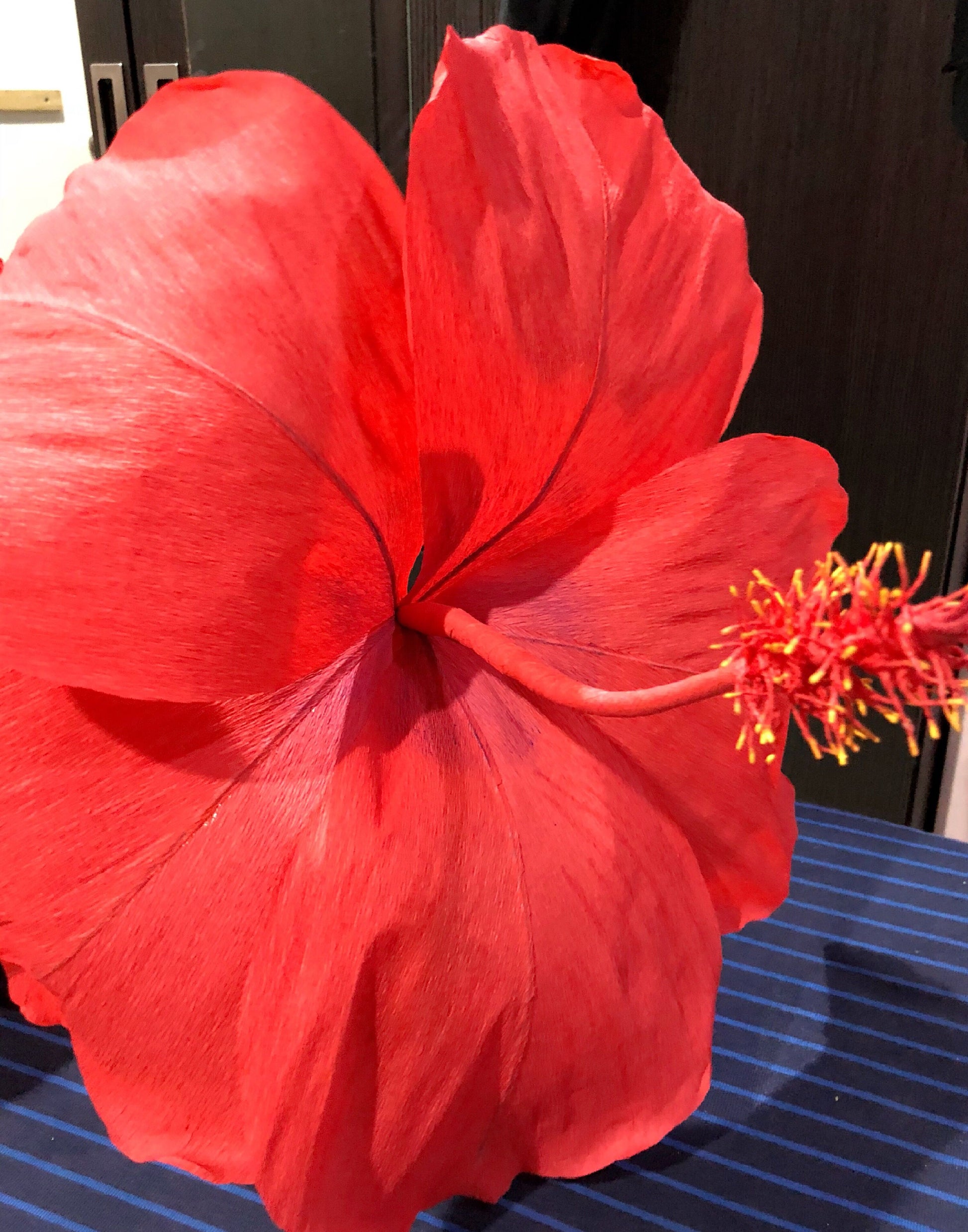 Giant Hibiscus Flower seeds for Planting Colorful Display Heirloom & GMO Free Seeds for Home Garden