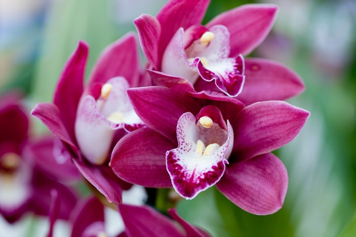 Pink Cymbidium Orchid Flower seeds for Planting - Drought Tolerant, Heirloom & GMO Free Seeds for Home Garden