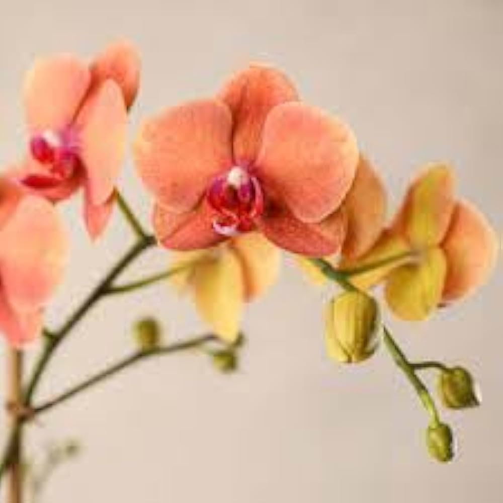 Deep Orange Phalaenopsis Orchid Flower Seeds for Planting Low Maintenance Heirloom & GMO Free Seeds for Home Garden
 
 Sale