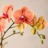 Deep Orange Phalaenopsis Orchid Flower Seeds for Planting Low Maintenance Heirloom & GMO Free Seeds for Home Garden
 
 Sale