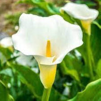 White Calla Lily Flower seeds for Planting - Colorful Display, Heirloom & GMO Free Seeds for Home Garden