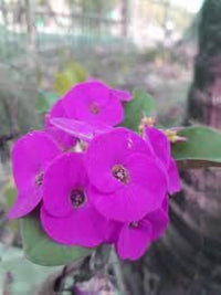 Purple Euphorbia Milii Flower seeds for Planting - Colorful Display, Heirloom & GMO Free Seeds for Home Garden