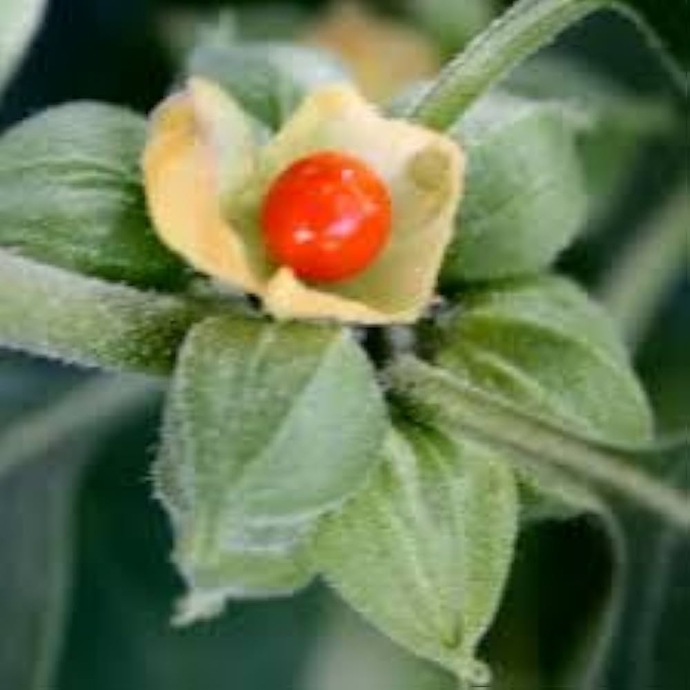 Orange Somnifera Flower seeds for Planting - Bright Blooms, Heirloom & GMO Free Seeds for Home Garden