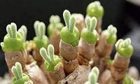 Rabbit Ears Succulent Flower seeds for Planting - Colorful Display, Heirloom & GMO Free Seeds for Home Garden
 
 Sale seeds for home garden