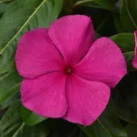 Heirloom Vinca Flower seeds for Planting Shade Tolerant Heirloom & GMO Free Seeds for Home Garden 
 
 Sale for planting in home garden