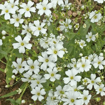 Red Babys' Atem Gypsophila Elegans Flower Seeds for Delicate, Airy Blooms in the Garden