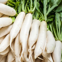 Organic Radish Seeds for Garden Planting