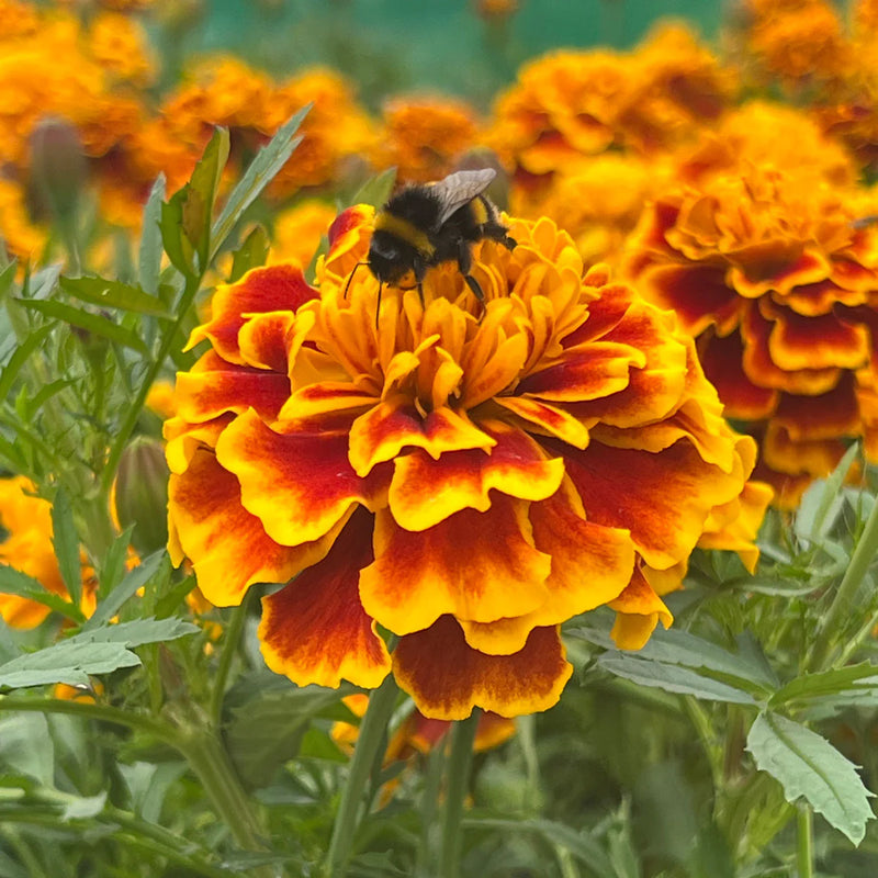Marigold Flower seeds for Planting - Pollinator Friendly, Heirloom & GMO Free Seeds for Home Garden