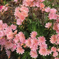 Lewisia Cotyledon Flower seeds for Planting Sun Loving Heirloom & GMO Free Seeds for Home Garden
