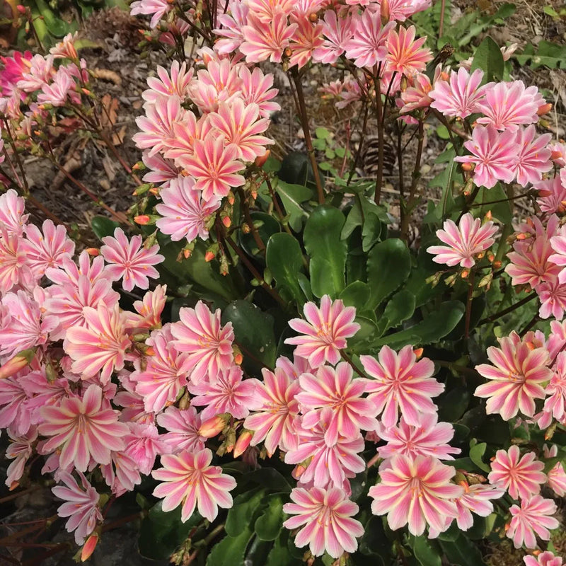Lewisia Flower seeds for Planting Long Bloom Season Heirloom & GMO Free Seeds for Home Garden