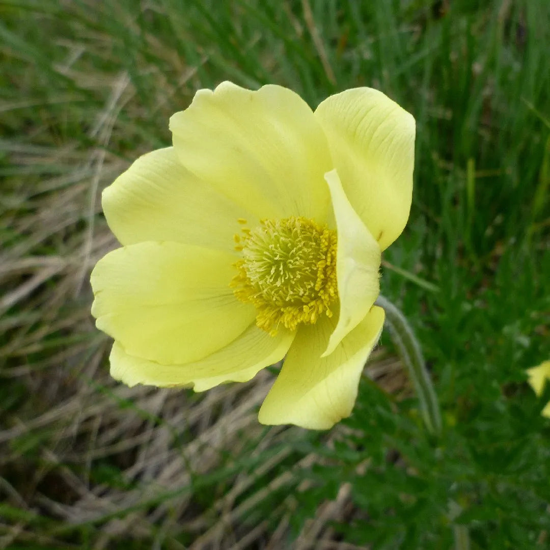 Light Green Anemone Pulsatilla Seeds Flower seeds for Planting Cottage Garden Essential Heirloom & GMO Free Seeds for Home Garden