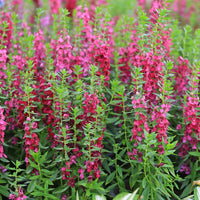 Angelonia Salicariifolia Humb Seeds
