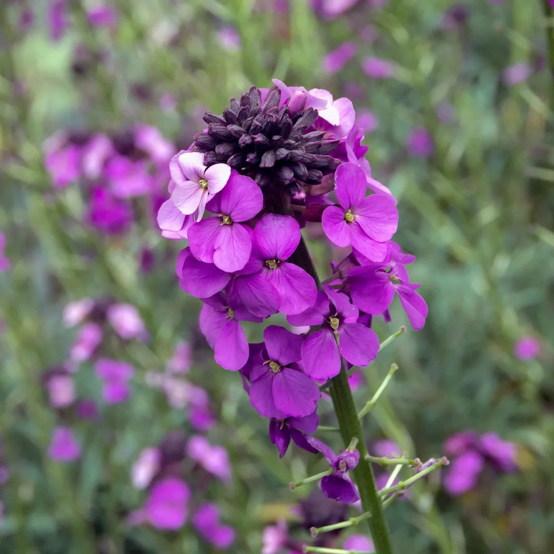 Purple Pink Linifolium Flower seeds for Planting - Perfect for Borders, Heirloom & GMO Free Seeds for Home Garden