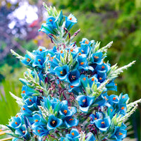 Violet Sapphire Tower Flower seeds for Planting - Drought Tolerant, Heirloom & GMO Free Seeds for Home Garden