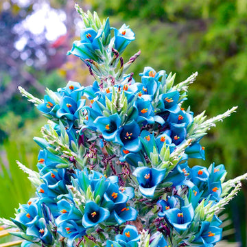 Violet Sapphire Tower Flower seeds for Planting - Drought Tolerant, Heirloom & GMO Free Seeds for Home Garden