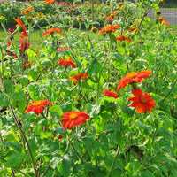Orange Tithonia Flower seeds for Planting - Seasonal Bloomer, Heirloom & GMO Free Seeds for Home Garden
