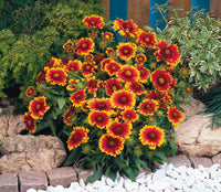 Arizona Flower seeds for Planting - Seasonal Bloomer, Heirloom & GMO Free Seeds for Home Garden