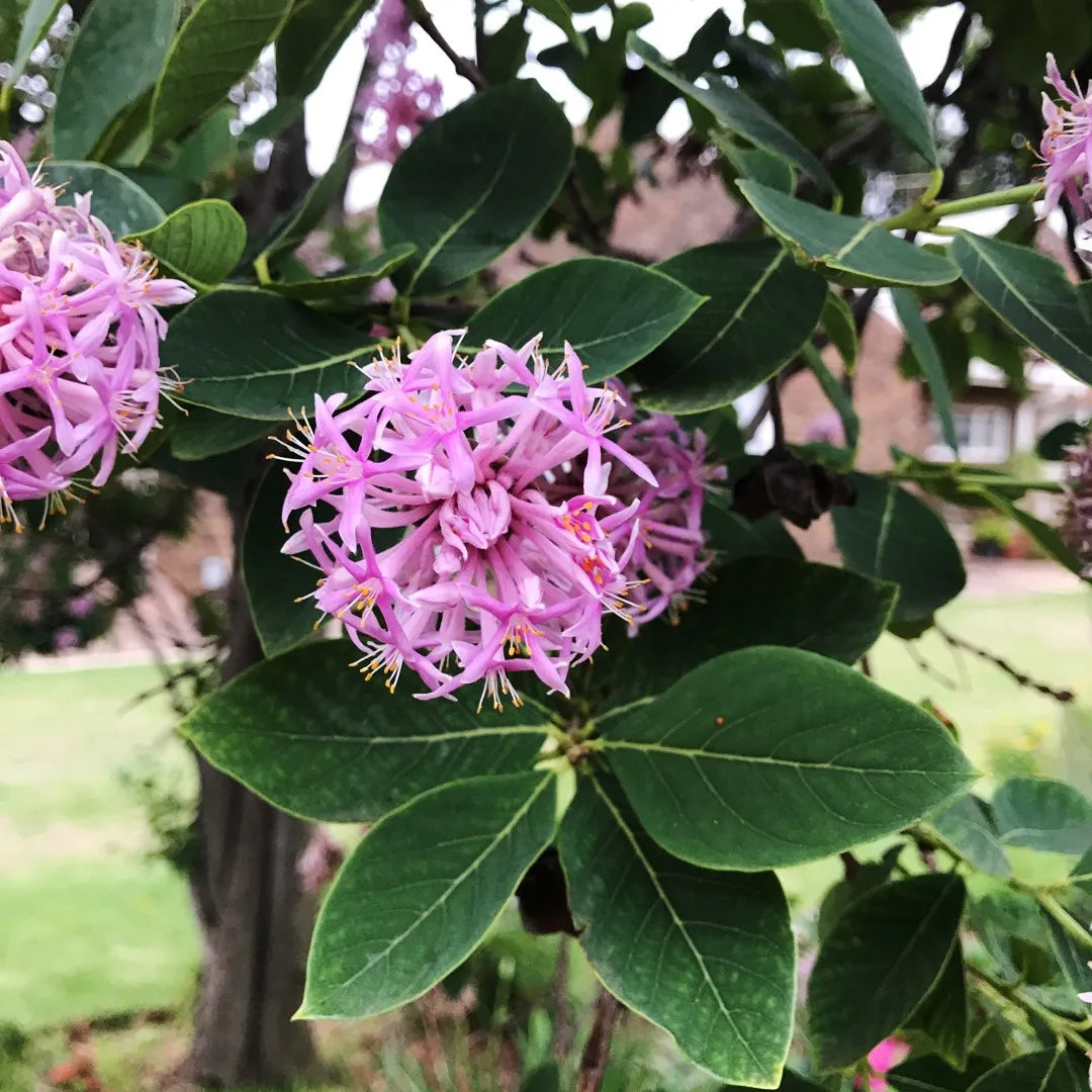 Dais Cotinifolia Flower Seeds for Planting - Vibrant Blooms for Your Garden