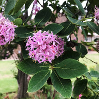 Dais Cotinifolia Flower Seeds for Planting - Vibrant Blooms for Your Garden