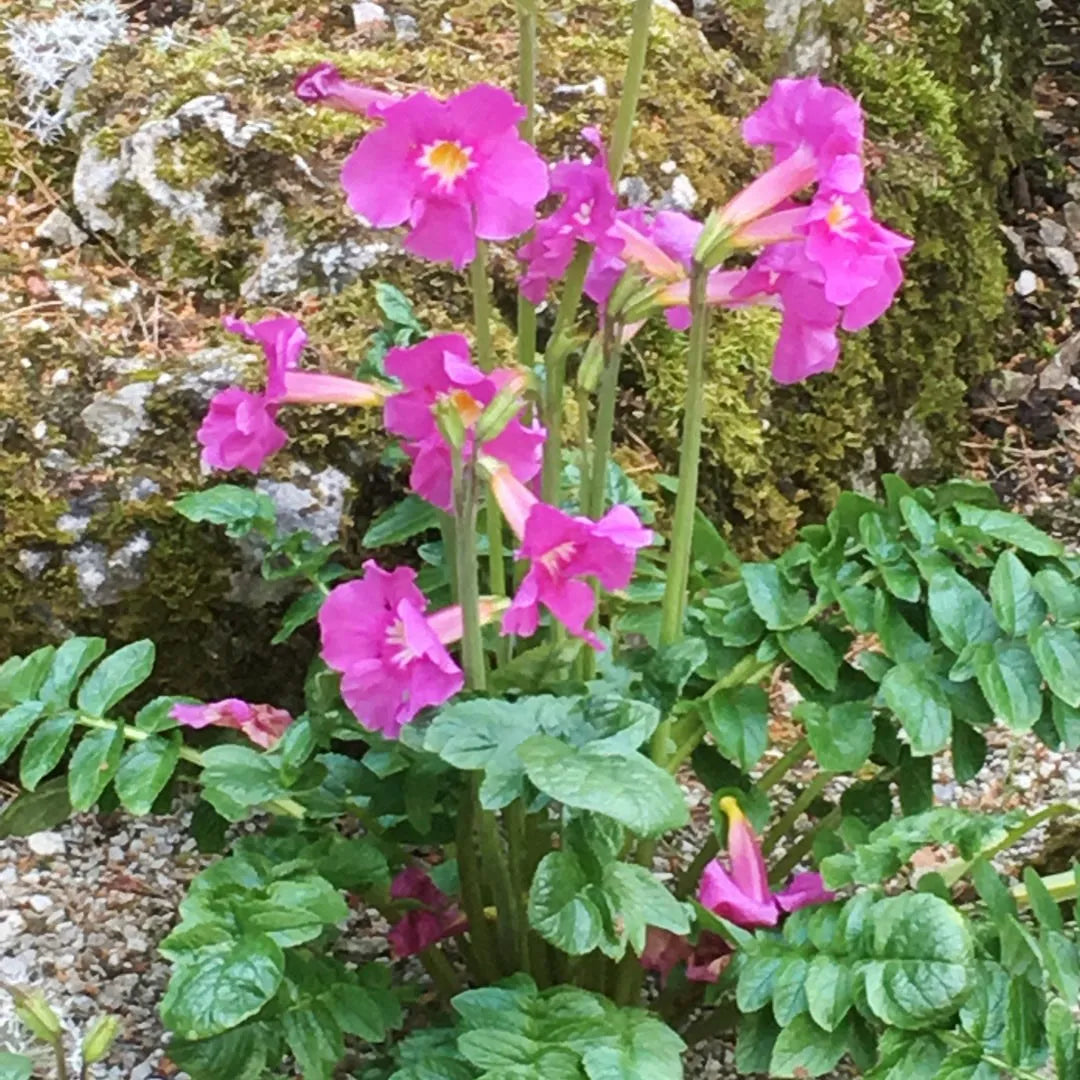 Pink Incarvillea Flower Seeds for Planting - Vibrant Perennial Blooms
