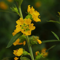 Sinicuichi Flower seeds for Planting - Hardy Variety, Heirloom & GMO Free Seeds for Home Garden